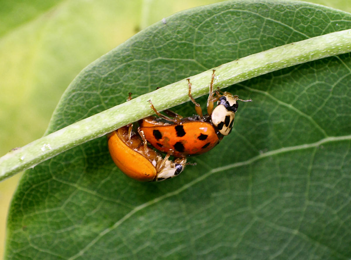 coppia di Harmonia axyridis